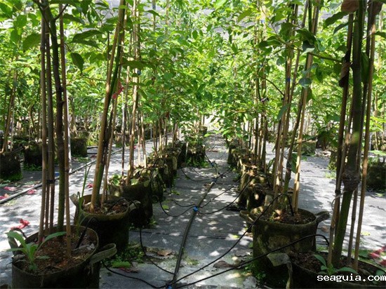 fc足球2026年世界杯国旗卡全套