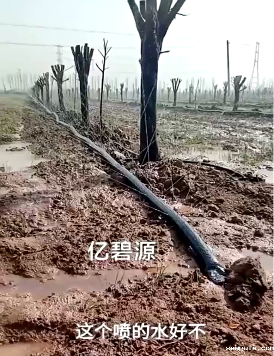 世界杯直播网站微喷带现场状况