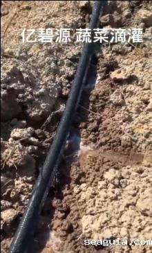 世界杯直播网站蔬菜滴灌