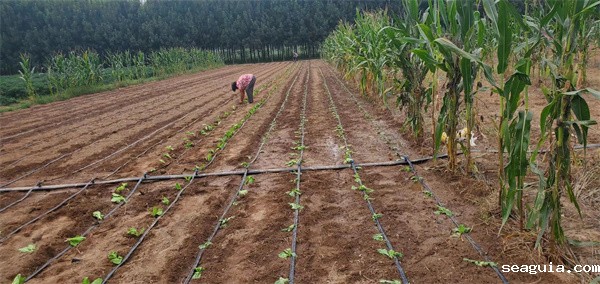 山东白菜地滴灌厂家
