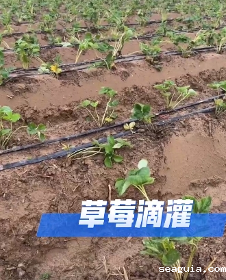 草莓滴灌