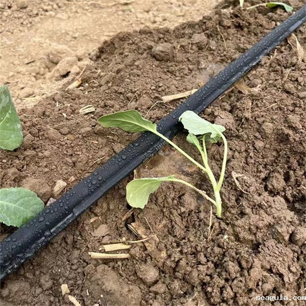 山东迷宫滴灌带