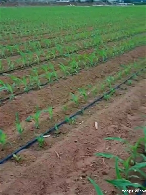 山东微喷带厂家